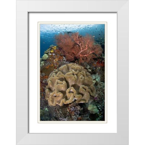 Indonesia Pristine coral reef off Misool Island White Modern Wood Framed Art Print with Double Matting by Shimlock, Jones