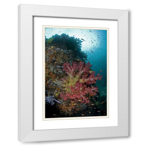 Indonesia, Triton Bay Soft coral on a boulder White Modern Wood Framed Art Print with Double Matting by Shimlock, Jones