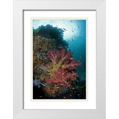 Indonesia, Triton Bay Soft coral on a boulder White Modern Wood Framed Art Print with Double Matting by Shimlock, Jones