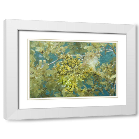 Indonesia, Papua, Fakfak Frogfish camouflaged White Modern Wood Framed Art Print with Double Matting by Shimlock, Jones