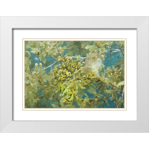 Indonesia, Papua, Fakfak Frogfish camouflaged White Modern Wood Framed Art Print with Double Matting by Shimlock, Jones
