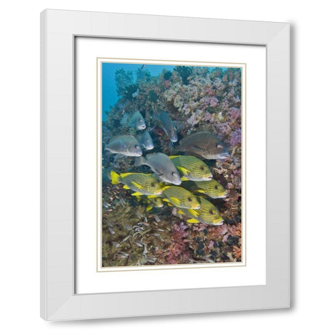 Indonesia,Triton Bay Schooling fish and coral White Modern Wood Framed Art Print with Double Matting by Shimlock, Jones
