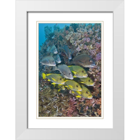 Indonesia,Triton Bay Schooling fish and coral White Modern Wood Framed Art Print with Double Matting by Shimlock, Jones