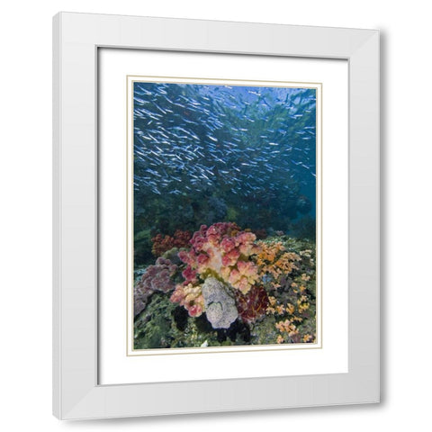 Indonesia, Triton Bay School of silversides fish White Modern Wood Framed Art Print with Double Matting by Shimlock, Jones