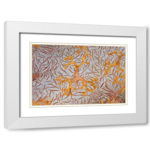 Indonesia, Papua Detail of a soft coral polyps White Modern Wood Framed Art Print with Double Matting by Shimlock, Jones