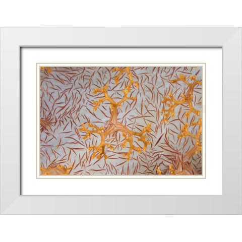 Indonesia, Papua Detail of a soft coral polyps White Modern Wood Framed Art Print with Double Matting by Shimlock, Jones