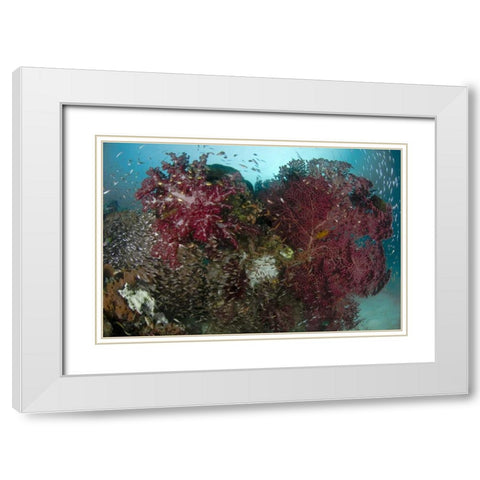 Indonesia, Papua Reef panorama of soft coral White Modern Wood Framed Art Print with Double Matting by Shimlock, Jones