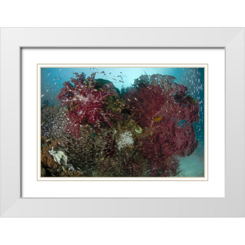 Indonesia, Papua Reef panorama of soft coral White Modern Wood Framed Art Print with Double Matting by Shimlock, Jones