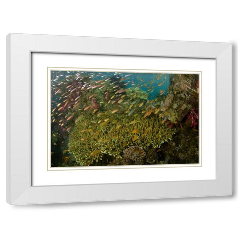 Indonesia Reef panorama of corals and fish White Modern Wood Framed Art Print with Double Matting by Shimlock, Jones