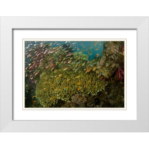 Indonesia Reef panorama of corals and fish White Modern Wood Framed Art Print with Double Matting by Shimlock, Jones