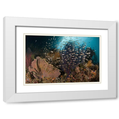 Indonesia Corals and glassy cardinalfish White Modern Wood Framed Art Print with Double Matting by Shimlock, Jones