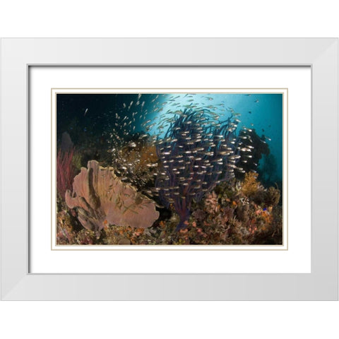 Indonesia Corals and glassy cardinalfish White Modern Wood Framed Art Print with Double Matting by Shimlock, Jones