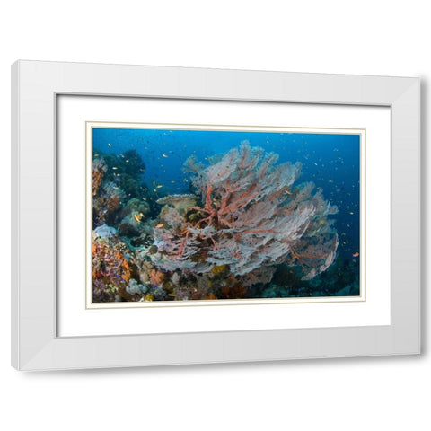 Indonesia, Papua Reef with large seafan and Fish White Modern Wood Framed Art Print with Double Matting by Shimlock, Jones