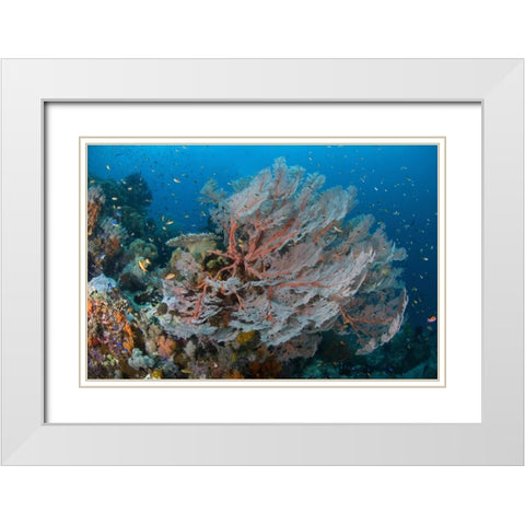 Indonesia, Papua Reef with large seafan and Fish White Modern Wood Framed Art Print with Double Matting by Shimlock, Jones