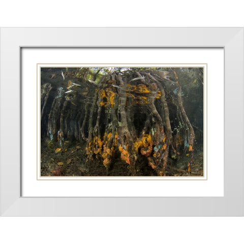 Indonesia, Misool Islands Coral on mangroves White Modern Wood Framed Art Print with Double Matting by Shimlock, Jones