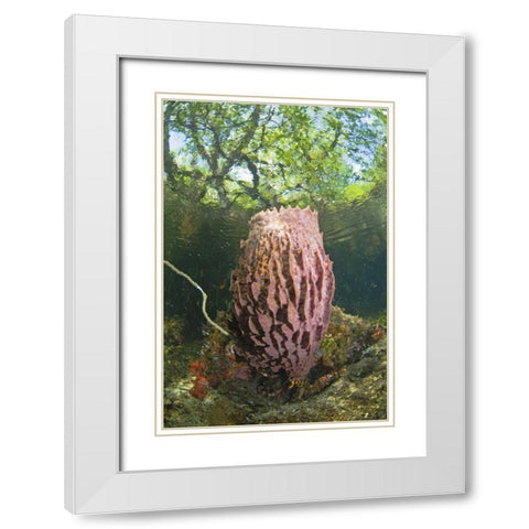 Indonesia, Misool Isl Barrel spong in mangrove White Modern Wood Framed Art Print with Double Matting by Shimlock, Jones