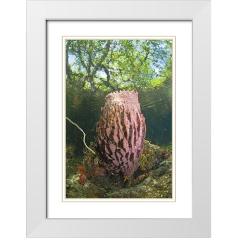 Indonesia, Misool Isl Barrel spong in mangrove White Modern Wood Framed Art Print with Double Matting by Shimlock, Jones