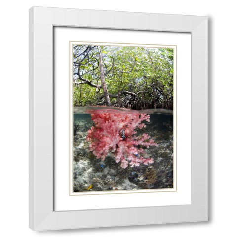 Indonesia, Misool Islands Coral amid mangroves White Modern Wood Framed Art Print with Double Matting by Shimlock, Jones