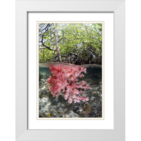 Indonesia, Misool Islands Coral amid mangroves White Modern Wood Framed Art Print with Double Matting by Shimlock, Jones