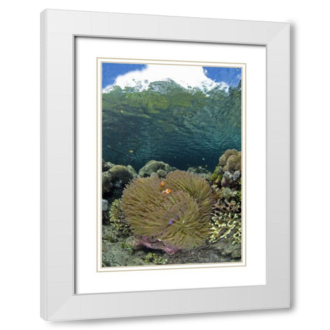 Indonesia Coral grows near surface in mangrove White Modern Wood Framed Art Print with Double Matting by Shimlock, Jones