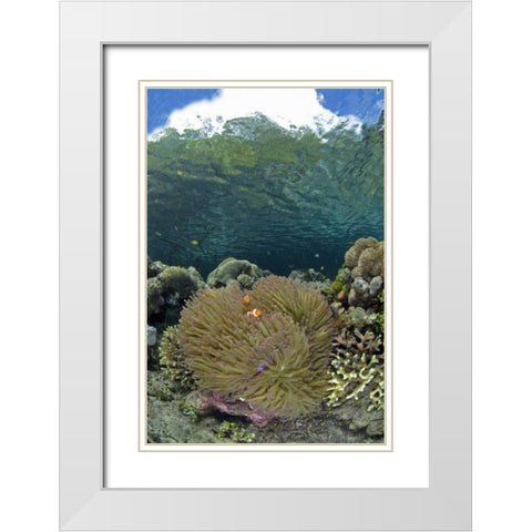 Indonesia Coral grows near surface in mangrove White Modern Wood Framed Art Print with Double Matting by Shimlock, Jones