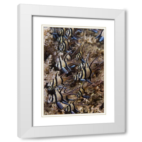 Indonesia, Sulawesi, Banggai cardinalfish White Modern Wood Framed Art Print with Double Matting by Shimlock, Jones