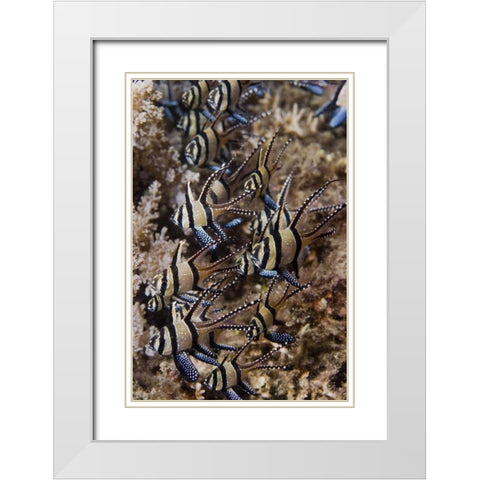 Indonesia, Sulawesi, Banggai cardinalfish White Modern Wood Framed Art Print with Double Matting by Shimlock, Jones