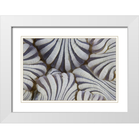 Indonesia, Lembeh Straits Sea anemone mouth White Modern Wood Framed Art Print with Double Matting by Shimlock, Jones