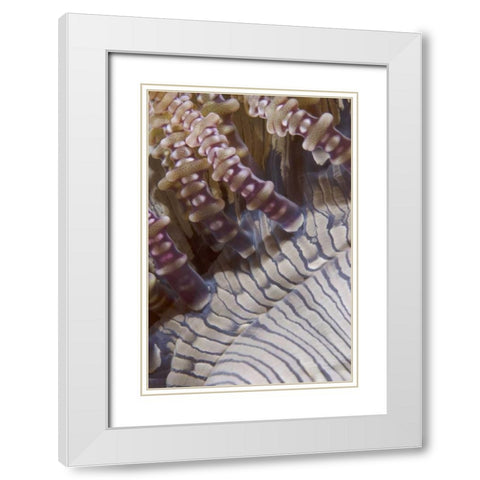 Indonesia, Ringed tentacles of an anemone White Modern Wood Framed Art Print with Double Matting by Shimlock, Jones