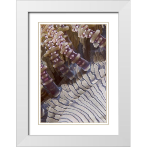 Indonesia, Ringed tentacles of an anemone White Modern Wood Framed Art Print with Double Matting by Shimlock, Jones