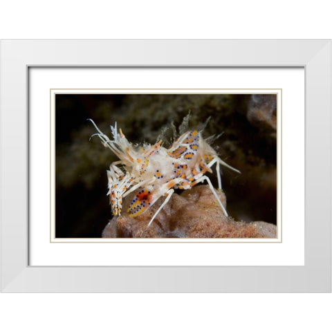 Indonesia, Sulawesi Island Tiny tiger shrimp White Modern Wood Framed Art Print with Double Matting by Shimlock, Jones
