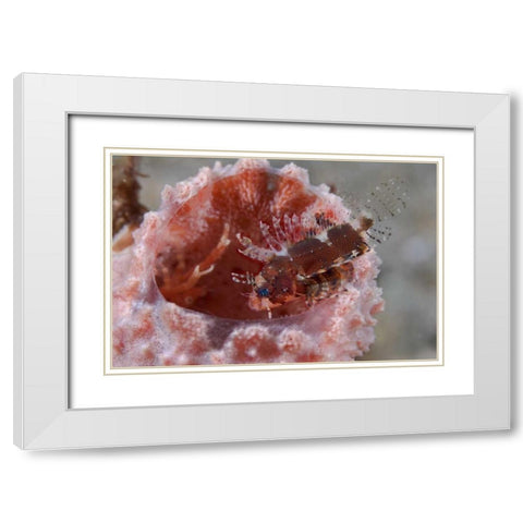 Indonesia Zebra fish atop a tube sponge White Modern Wood Framed Art Print with Double Matting by Shimlock, Jones