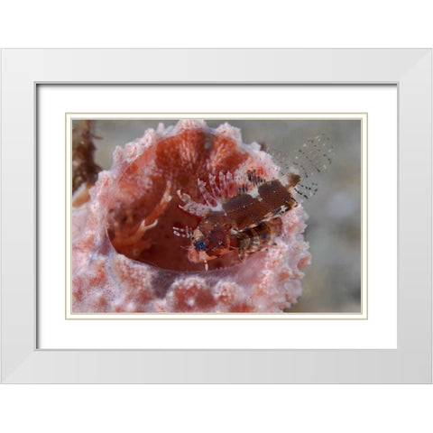 Indonesia Zebra fish atop a tube sponge White Modern Wood Framed Art Print with Double Matting by Shimlock, Jones
