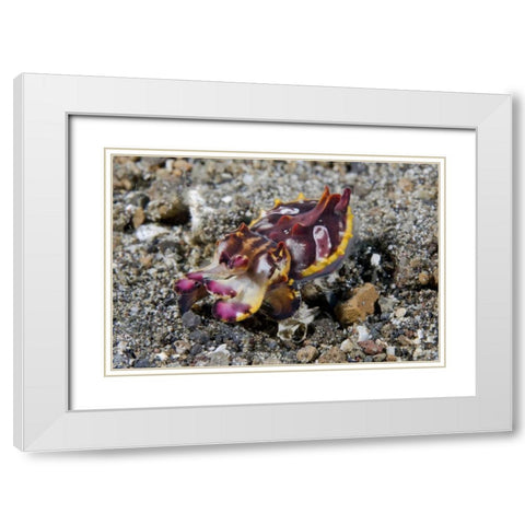Indonesia, A Pfeffers flamboyant cuttlefish White Modern Wood Framed Art Print with Double Matting by Shimlock, Jones