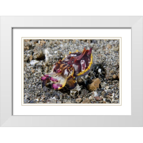 Indonesia, A Pfeffers flamboyant cuttlefish White Modern Wood Framed Art Print with Double Matting by Shimlock, Jones