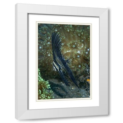 Indonesia Sulawesi Isl, Zebra batfish amid coral White Modern Wood Framed Art Print with Double Matting by Shimlock, Jones