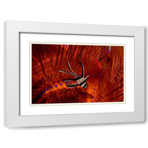Indonesia, Sulawesi A banggai cardinalfish White Modern Wood Framed Art Print with Double Matting by Shimlock, Jones