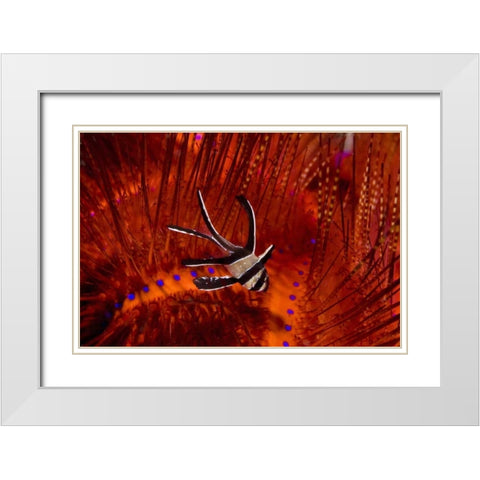 Indonesia, Sulawesi A banggai cardinalfish White Modern Wood Framed Art Print with Double Matting by Shimlock, Jones