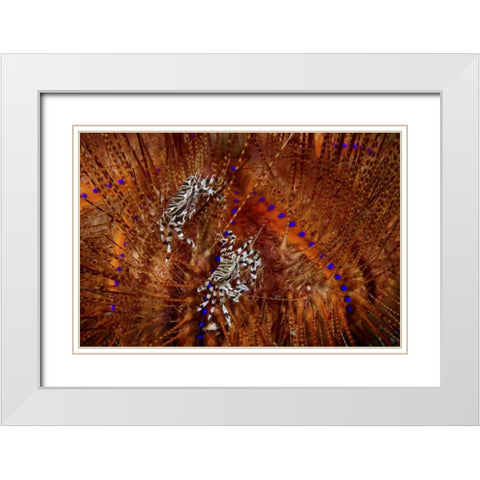 Indonesia Zebra crabs on sea urchins White Modern Wood Framed Art Print with Double Matting by Shimlock, Jones