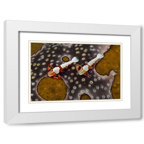 Indonesia Imperial shrimps on a sea cucumber White Modern Wood Framed Art Print with Double Matting by Shimlock, Jones