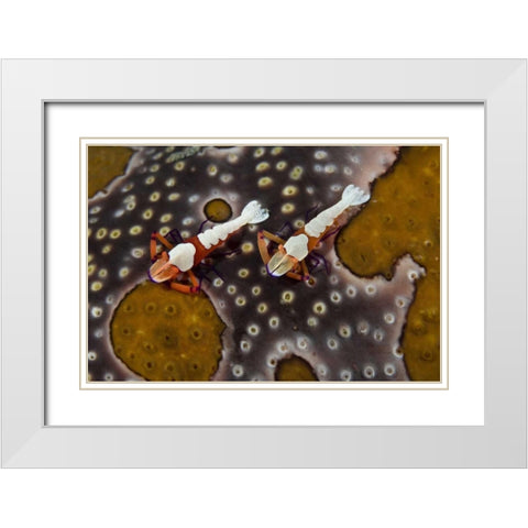Indonesia Imperial shrimps on a sea cucumber White Modern Wood Framed Art Print with Double Matting by Shimlock, Jones