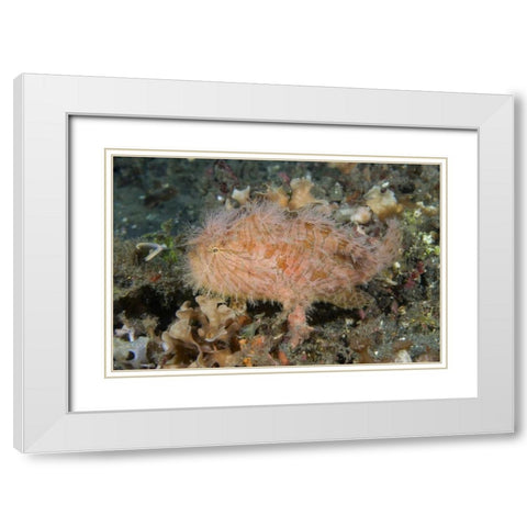 Indonesia, Lembeh Straits An anglerfish profile White Modern Wood Framed Art Print with Double Matting by Shimlock, Jones
