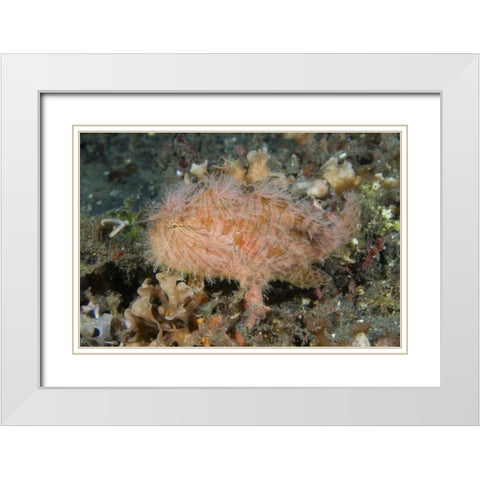 Indonesia, Lembeh Straits An anglerfish profile White Modern Wood Framed Art Print with Double Matting by Shimlock, Jones