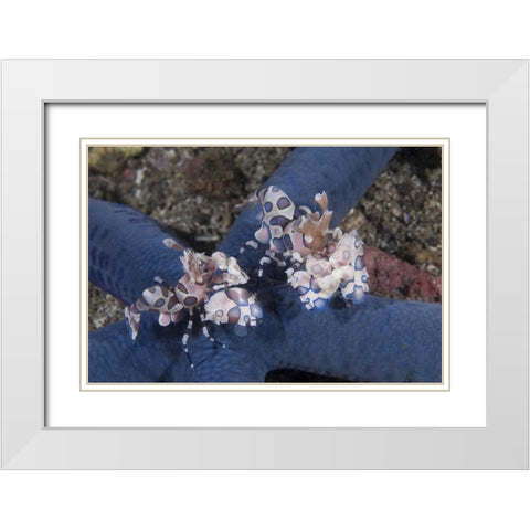 Indonesia, Lembeh Straits Harlequin shrimp White Modern Wood Framed Art Print with Double Matting by Shimlock, Jones