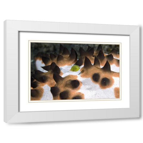 Indonesia, Green juvenile surgeonfish hides White Modern Wood Framed Art Print with Double Matting by Shimlock, Jones