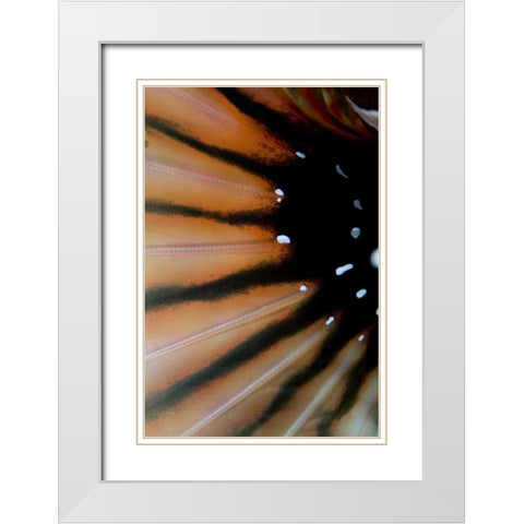 Indonesia, Sulawesi Isl, Lembeh Straits Lionfish White Modern Wood Framed Art Print with Double Matting by Shimlock, Jones
