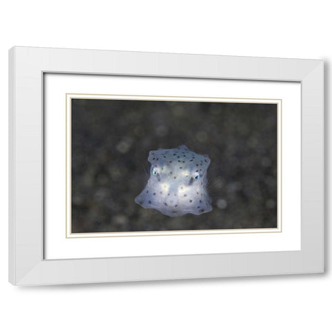 Indonesia, Sulawesi Island, Juvenile boxfish White Modern Wood Framed Art Print with Double Matting by Shimlock, Jones