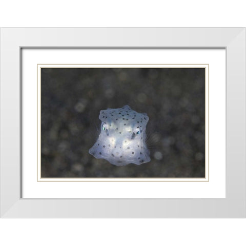 Indonesia, Sulawesi Island, Juvenile boxfish White Modern Wood Framed Art Print with Double Matting by Shimlock, Jones