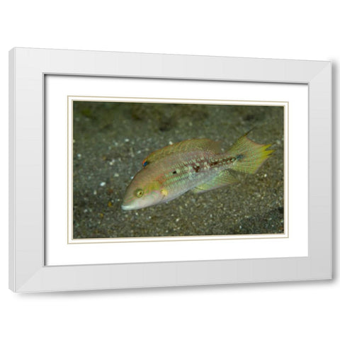 Indonesia, Sulawesi Island Parrotfish swimming White Modern Wood Framed Art Print with Double Matting by Shimlock, Jones