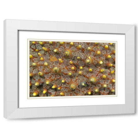 Indonesia, Lembeh Straits Tiny brittle stars White Modern Wood Framed Art Print with Double Matting by Shimlock, Jones